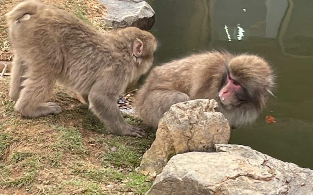 Monkeys, bamboo and deer, but no zoo