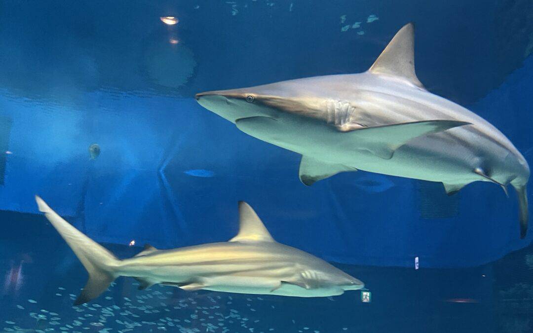 Aquarium and a whale shark